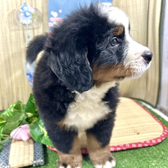 神奈川県のバーニーズマウンテンドッグ (犬の家＆猫の里小田原店/2026年5月18日生まれ/男の子/ブラックラストホワイト)の子犬の3枚目の画像