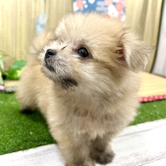 神奈川県のポメマル/マルポメ(ポメラニアン×マルチーズ) (犬の家＆猫の里小田原店/2026年5月17日生まれ/男の子/オレンジ)の子犬の3枚目の画像