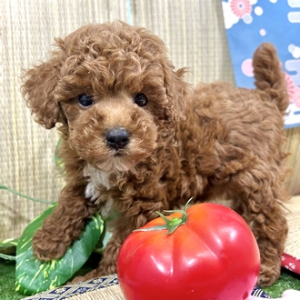 神奈川県のトイプードル(トイ) (犬の家＆猫の里小田原店/2026年5月18日生まれ/女の子/レッド)の子犬の3枚目の画像