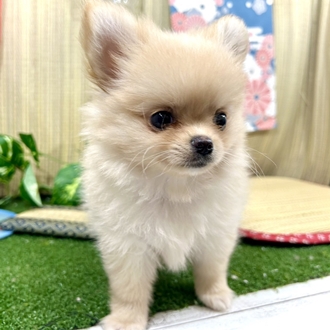 神奈川県のポメチワ/チワポメ/ポメチー(ポメラニアン×チワワ) (犬の家＆猫の里小田原店/2026年5月16日生まれ/男の子/クリーム)の子犬の3枚目の画像