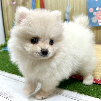 神奈川県のポメラニアン (犬の家＆猫の里小田原店/2026年5月18日生まれ/女の子/クリーム)の子犬の3枚目の画像