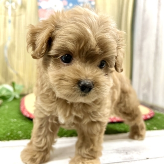 神奈川県のチワプー/プーチー(チワワ×プードル) (犬の家＆猫の里小田原店/2026年5月18日生まれ/男の子/アプリコット)の子犬の3枚目の画像