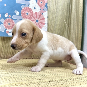 神奈川県のビーグル (犬の家＆猫の里小田原店/2026年5月19日生まれ/女の子/レモンホワイト)の子犬の3枚目の画像