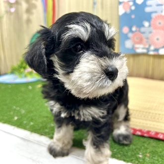 神奈川県のミニチュアシュナウザー (犬の家＆猫の里小田原店/2026年5月19日生まれ/男の子/ブラックシルバー)の子犬の3枚目の画像