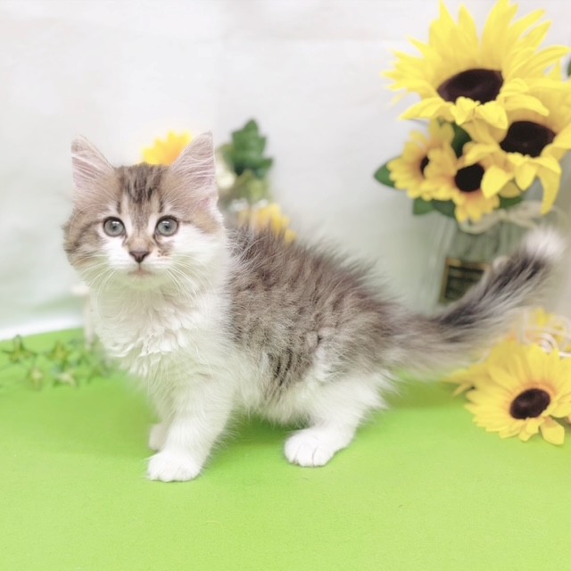 静岡県のノルウェージャンフォレストキャット (犬の家＆猫の里藤枝店/2026年5月11日生まれ/女の子/ブラウンタビーホワイト)の子猫の3枚目の画像