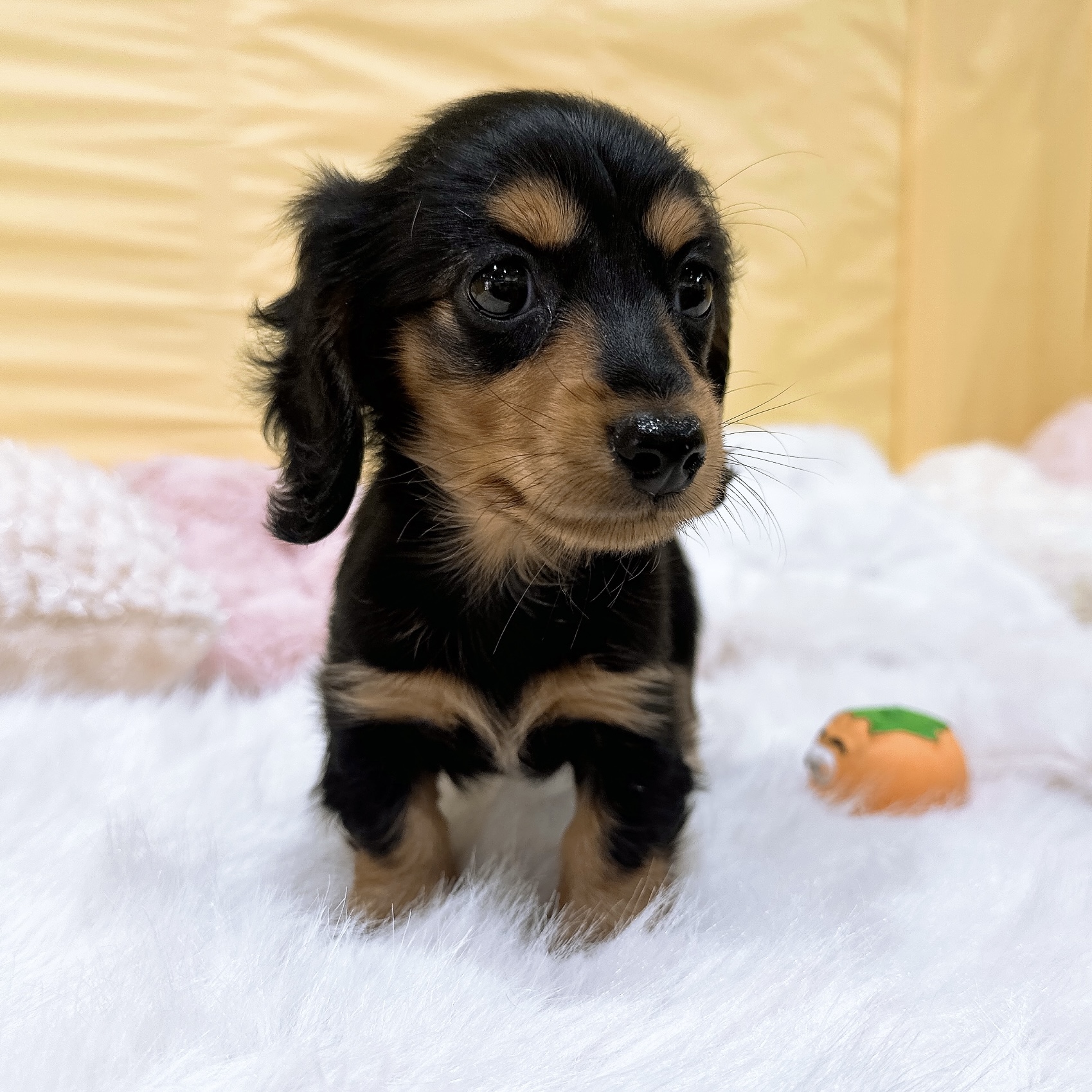神奈川県のミニチュアダックスフンド(ロング) (犬の家＆猫の里元住吉ブレーメン通り店/2026年5月5日生まれ/女の子/ブラックタン)の子犬の1枚目の画像