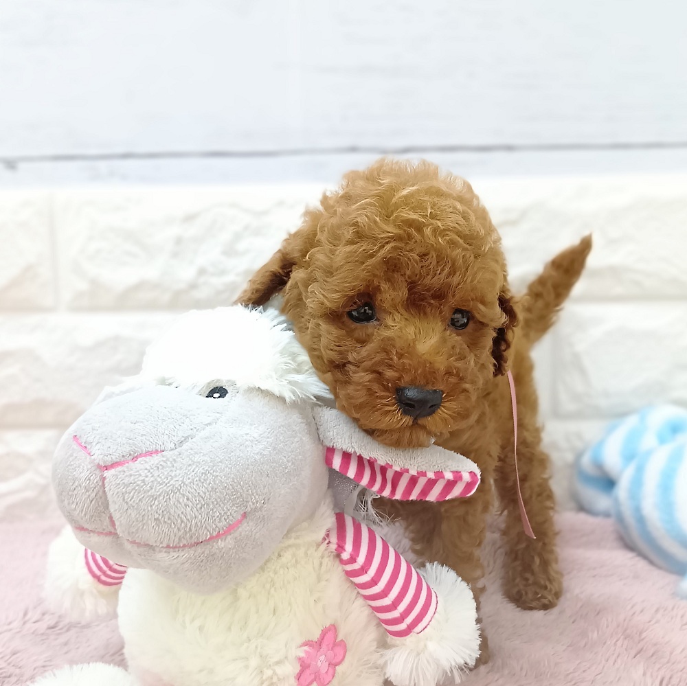 静岡県のトイプードル(トイ) (犬の家＆猫の里アミーゴ浜松和田店/2026年5月12日生まれ/女の子/レッド)の子犬の3枚目の画像