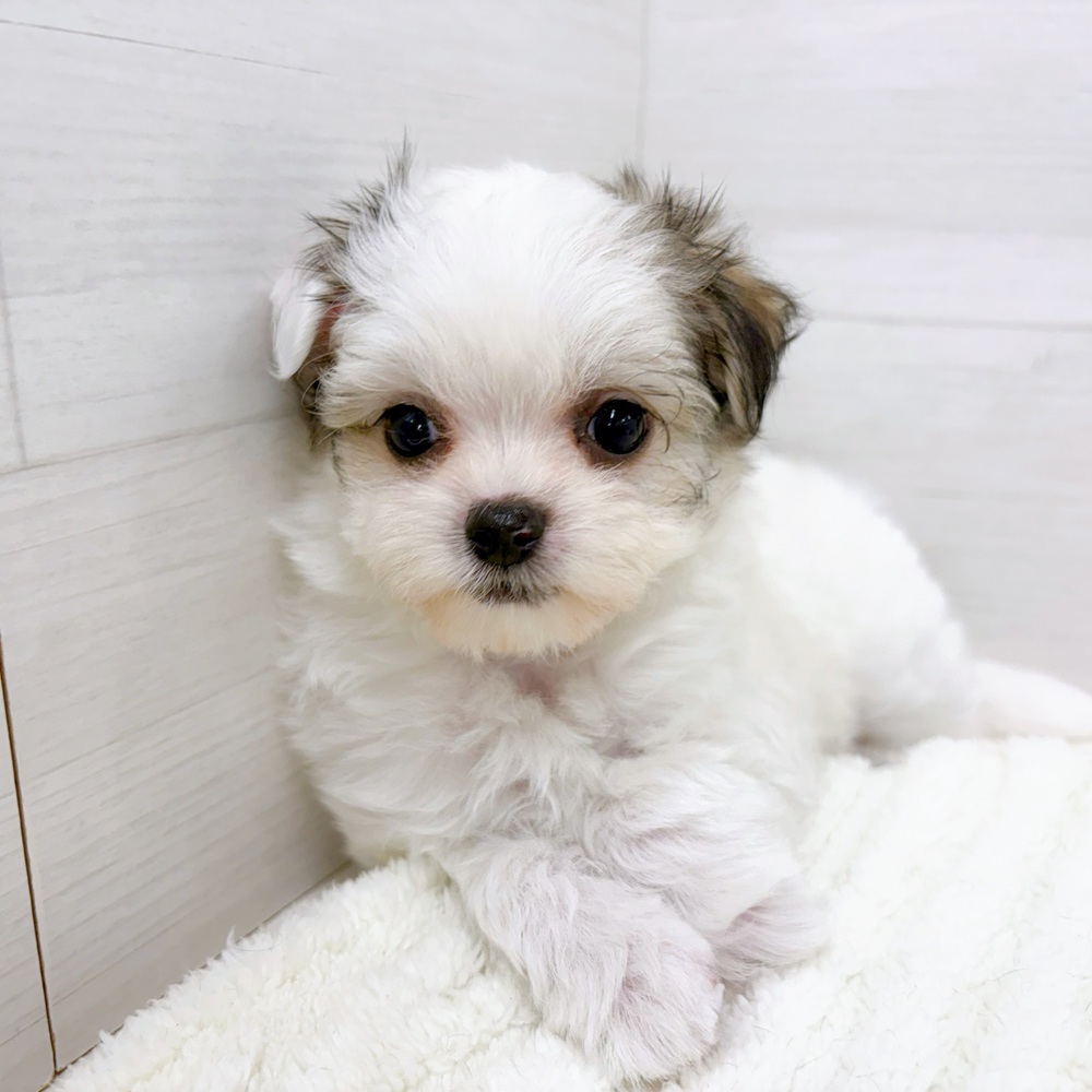 チワマル/マルチワ(チワワ×マルチーズ)の子犬を価格や特徴で探す