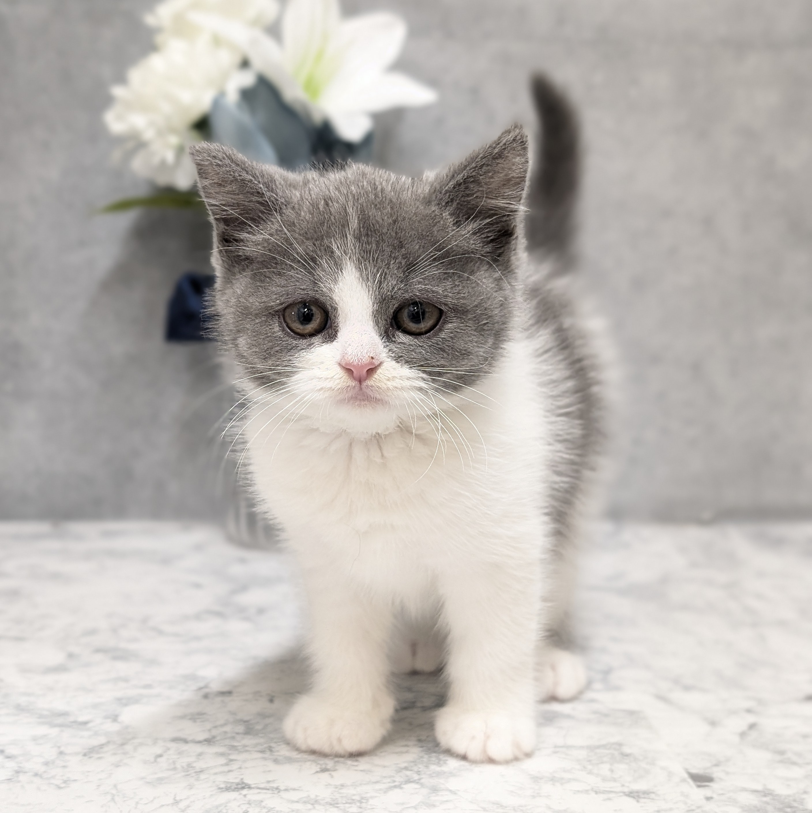 愛知県のセルカークレックス (犬の家＆猫の里安城店/2026年5月8日生まれ/男の子/ブルーホワイト)の子猫の3枚目の画像