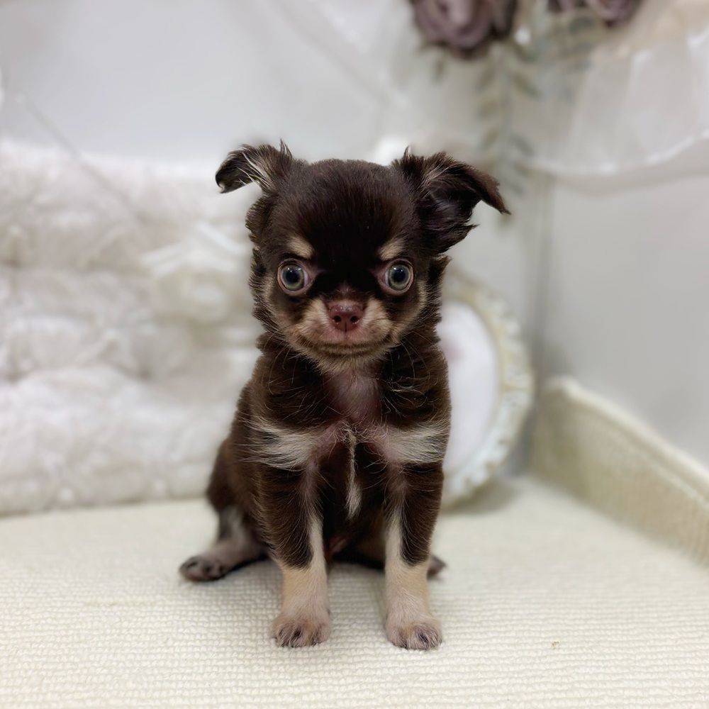 岐阜県のチワワ(ロング) (犬の家＆猫の里カラフルタウン岐阜店/2026年5月13日生まれ/男の子/チョコレートクリーム)の子犬の3枚目の画像