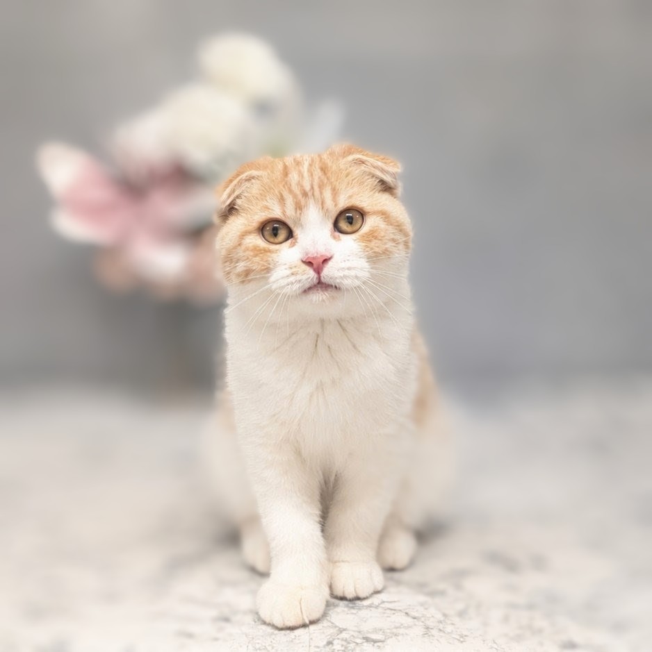 愛知県のスコティッシュフォールド (犬の家＆猫の里安城店/2026年5月12日生まれ/女の子/レッドタビーホワイト)の子猫の1枚目の画像