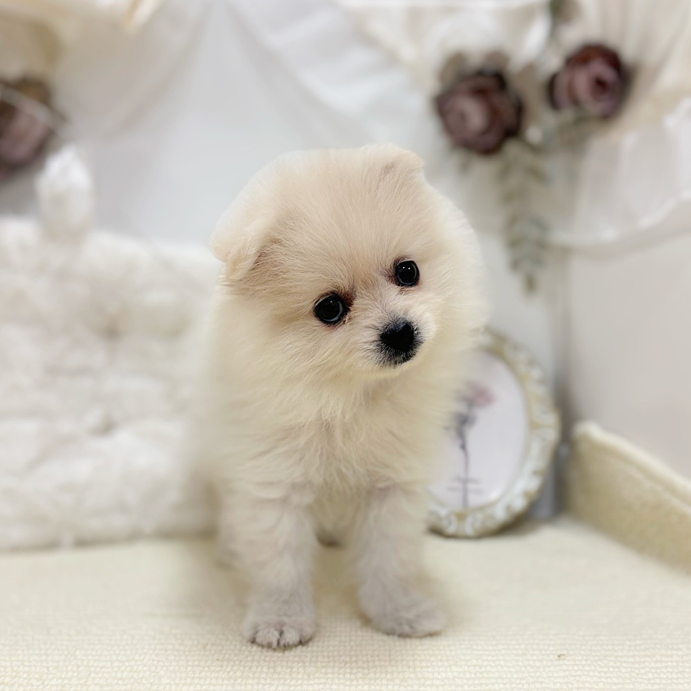 岐阜県のポメラニアン (犬の家＆猫の里カラフルタウン岐阜店/2026年5月9日生まれ/女の子/クリーム)の子犬の3枚目の画像