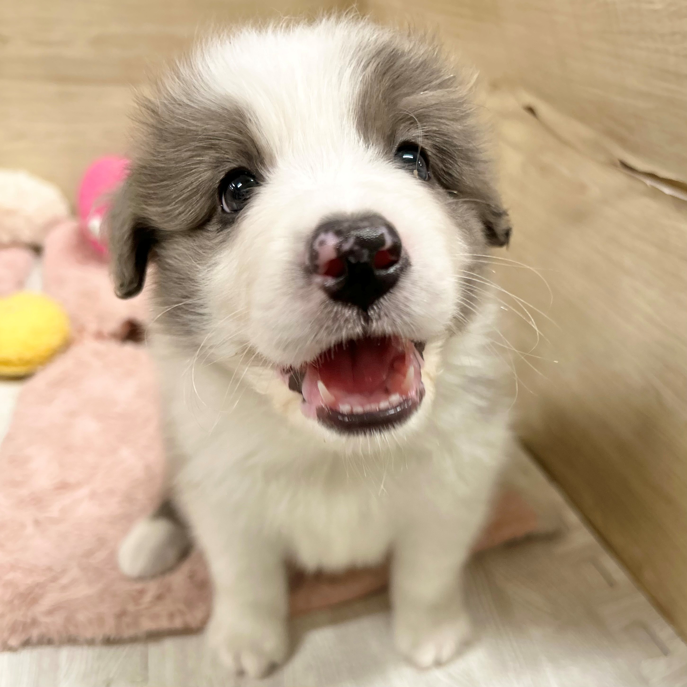 大阪府のボーダーコリー (犬の家＆猫の里そよら東岸和田店/2026年5月14日生まれ/男の子/ブルーマール)の子犬の3枚目の画像
