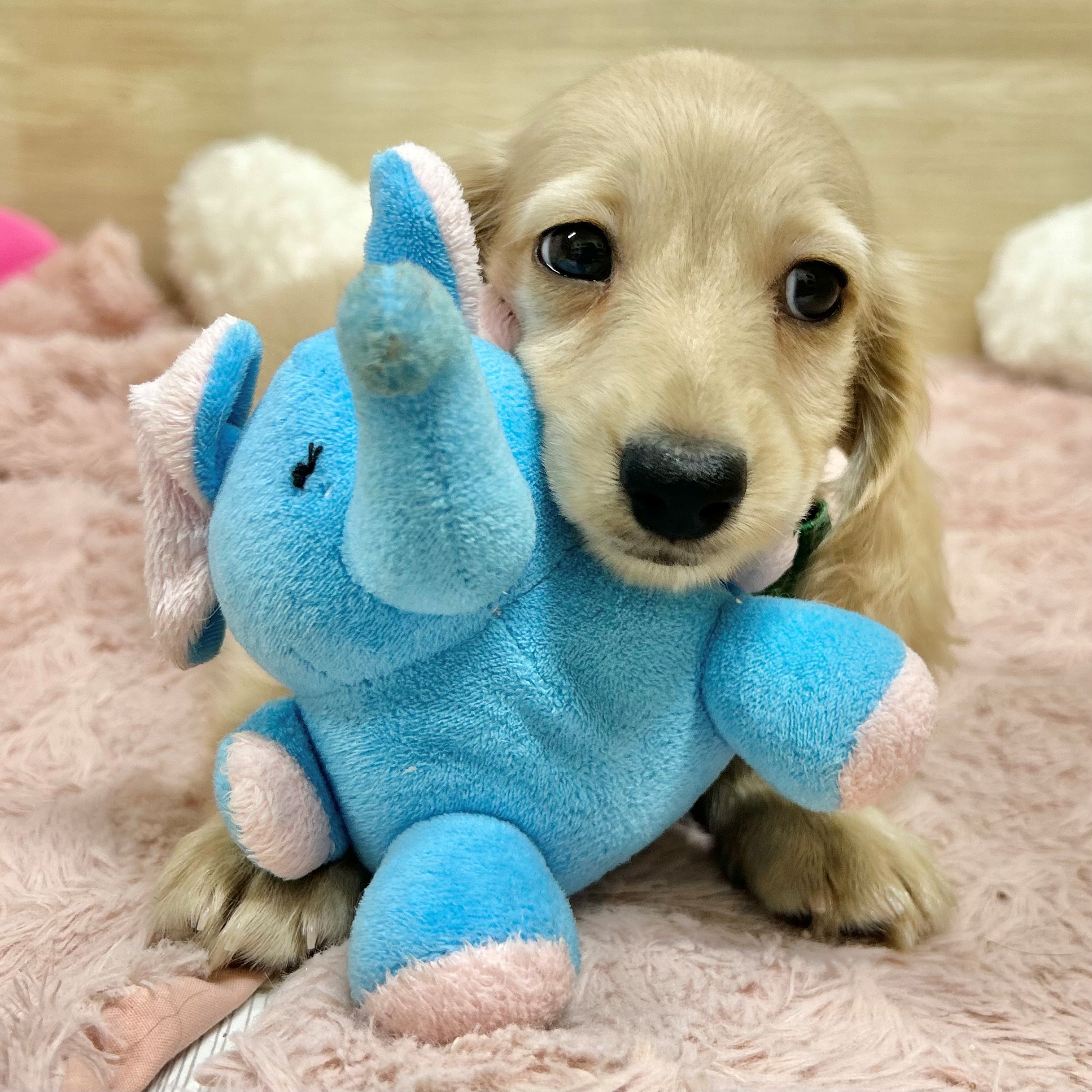 大阪府のミニチュアダックスフンドの子犬を価格や特徴で探す|ペット