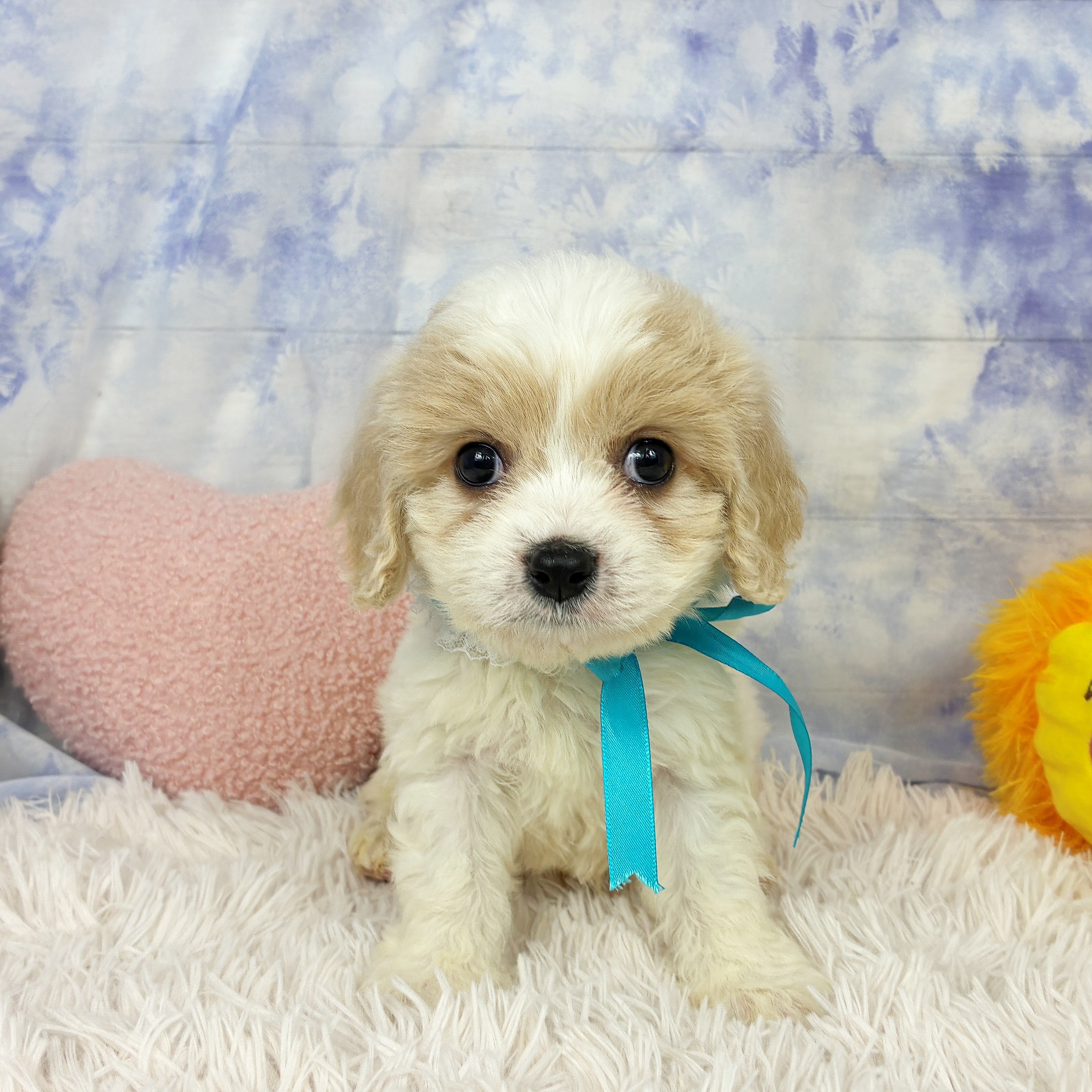 兵庫県のハーフ犬・ミックス犬 (犬の家＆猫の里川西店/2026年5月6日生まれ/男の子/ホワイトクリーム)の子犬の3枚目の画像