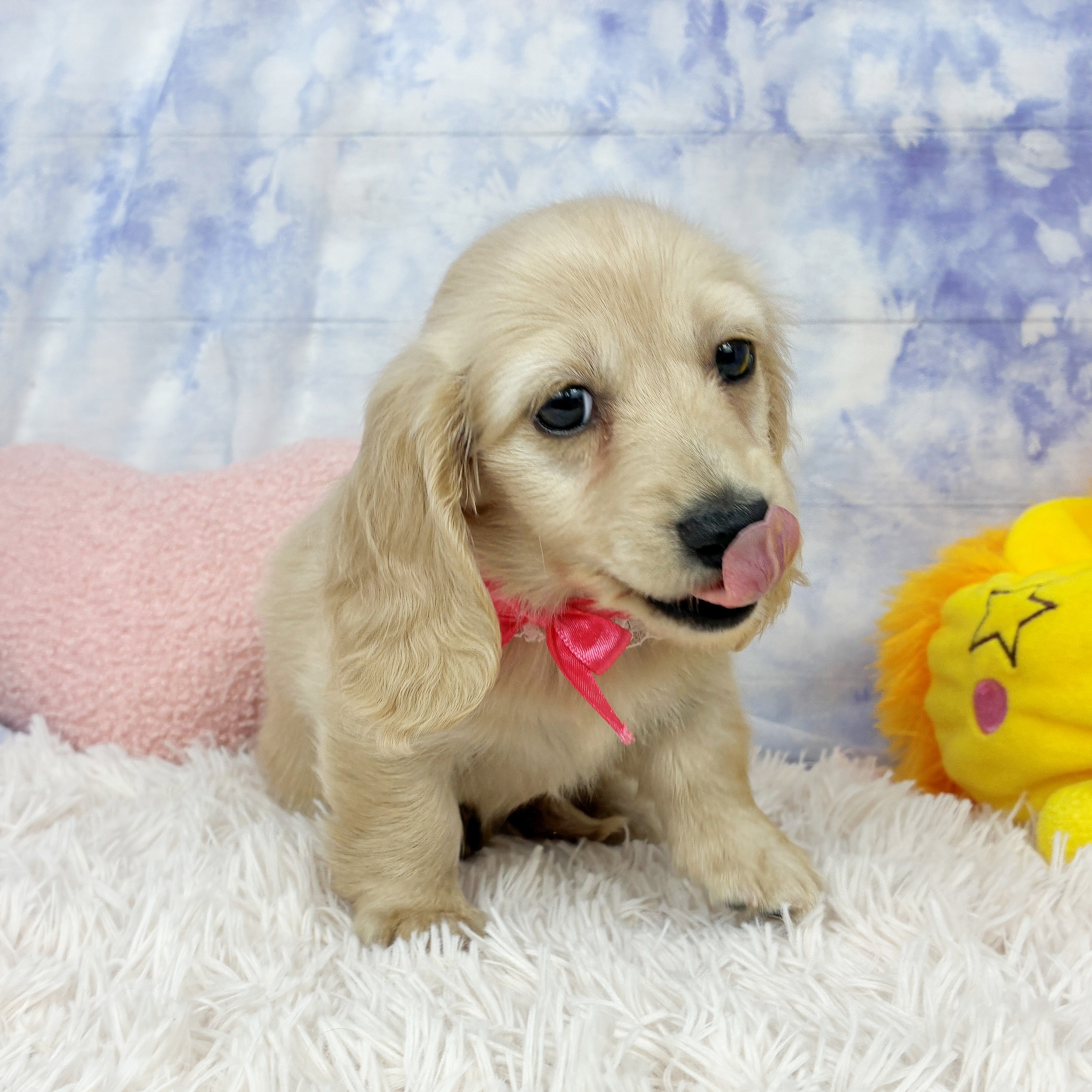 兵庫県のミニチュアダックスフンド(ロング) (犬の家＆猫の里川西店/2026年5月12日生まれ/女の子/イエロー)の子犬の3枚目の画像
