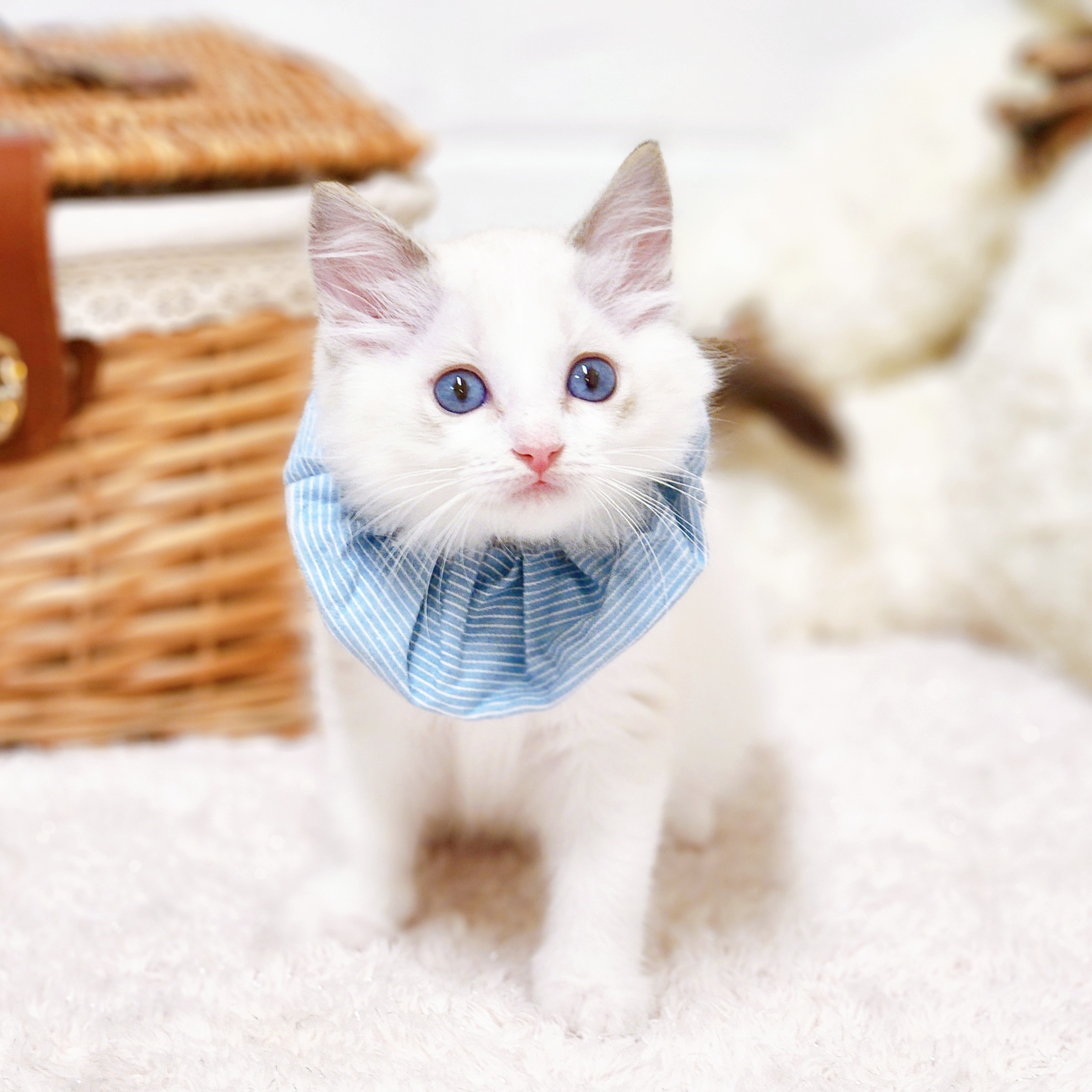 滋賀県のラグドール (犬の家＆猫の里近江八幡店/2026年5月9日生まれ/男の子/シールポイントバイカラー)の子猫の3枚目の画像