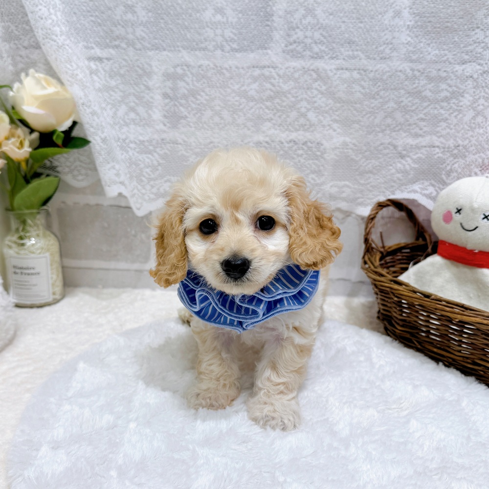 滋賀県のハーフ犬・ミックス犬 (犬の家＆猫の里長浜店/2026年5月13日生まれ/女の子/クリーム)の子犬の3枚目の画像