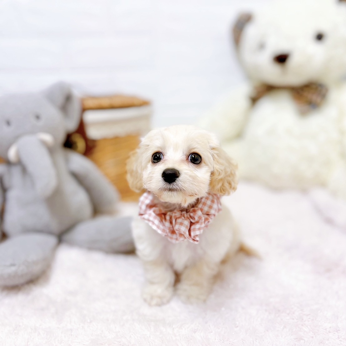 滋賀県のハーフ犬・ミックス犬 (犬の家＆猫の里近江八幡店/2026年5月13日生まれ/女の子/クリーム)の子犬の3枚目の画像