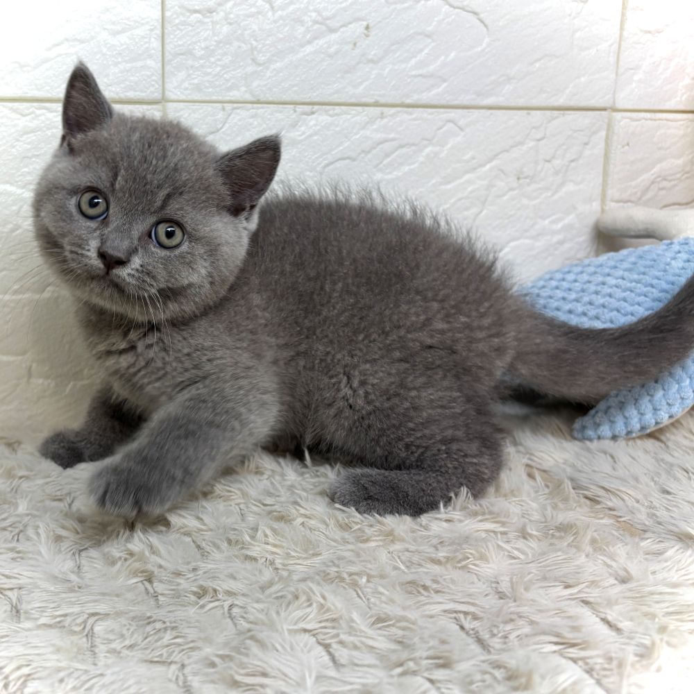 兵庫県のブリティッシュショートヘアー (犬の家＆猫の里ゆめタウン姫路店/2026年5月12日生まれ/男の子/ブルー)の子猫の3枚目の画像
