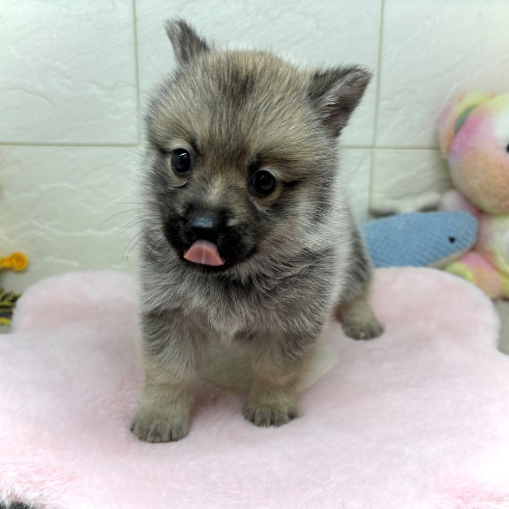 兵庫県のポメコーギー(ポメラニアン×コーギー) (犬の家＆猫の里ゆめタウン姫路店/2026年5月13日生まれ/女の子/セーブル)の子犬の3枚目の画像