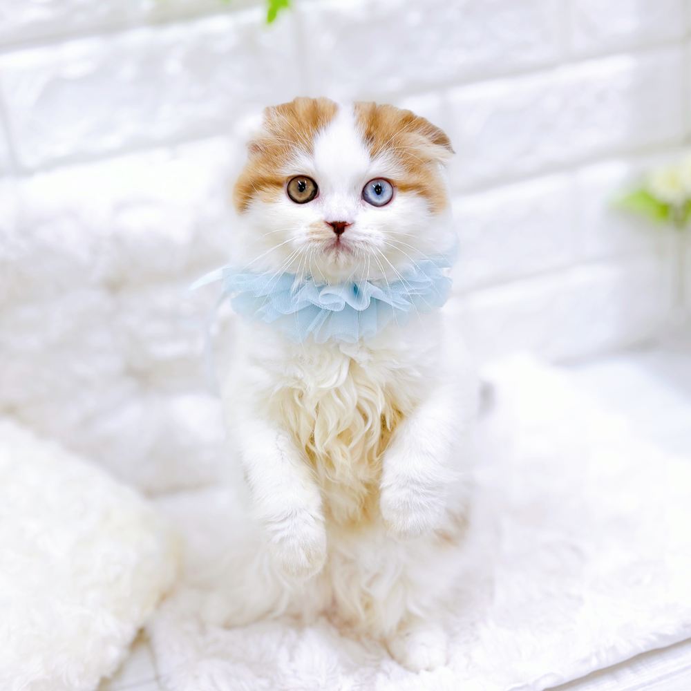 福井県のスコティッシュフォールド (犬の家＆猫の里アミーゴ福井店/2026年5月9日生まれ/男の子/ブラウンマッカレルタビーホワイト)の子猫の3枚目の画像
