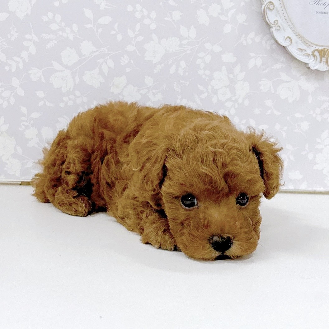 富山県のトイプードル(トイ) (犬の家＆猫の里アミーゴ高岡蓮花寺店/2026年5月15日生まれ/男の子/レッドフォーン)の子犬の3枚目の画像