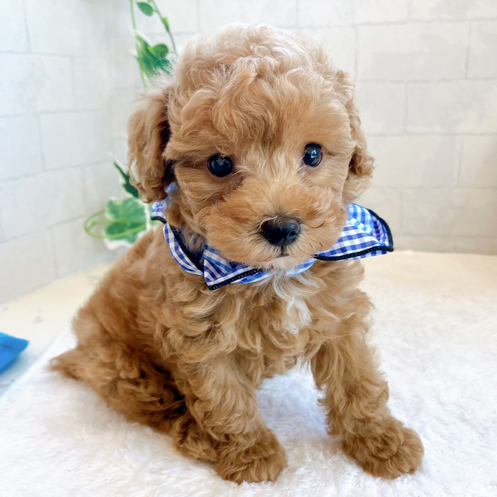 石川県のトイプードル(トイ) (犬の家＆猫の里金沢店/2026年5月15日生まれ/男の子/オレンジフォーン)の子犬の3枚目の画像