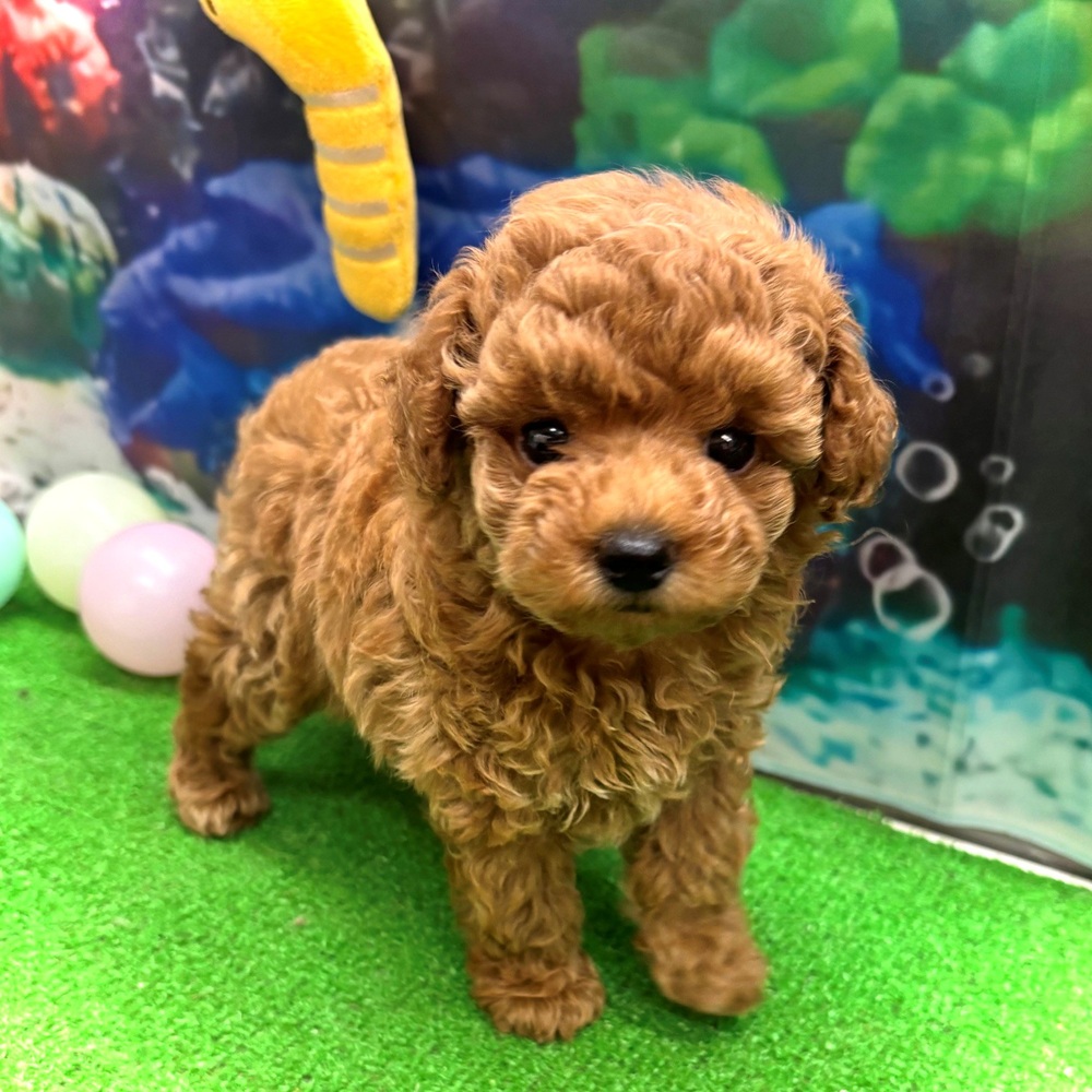 愛知県のトイプードル(トイ) (犬の家＆猫の里名古屋天白店/2026年5月15日生まれ/女の子/オレンジフォーン)の子犬の3枚目の画像