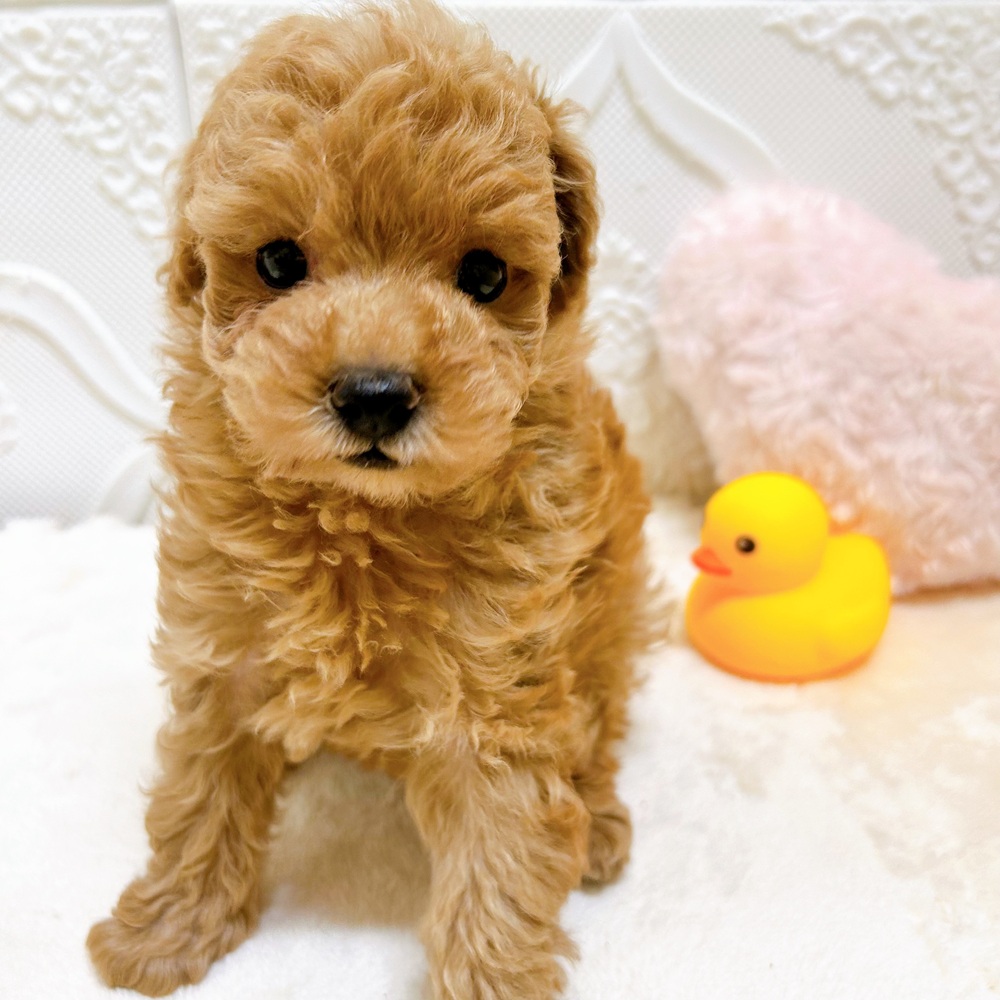 愛知県のトイプードル(トイ) (犬の家＆猫の里岡崎店/2026年5月15日生まれ/女の子/オレンジフォーン)の子犬の3枚目の画像