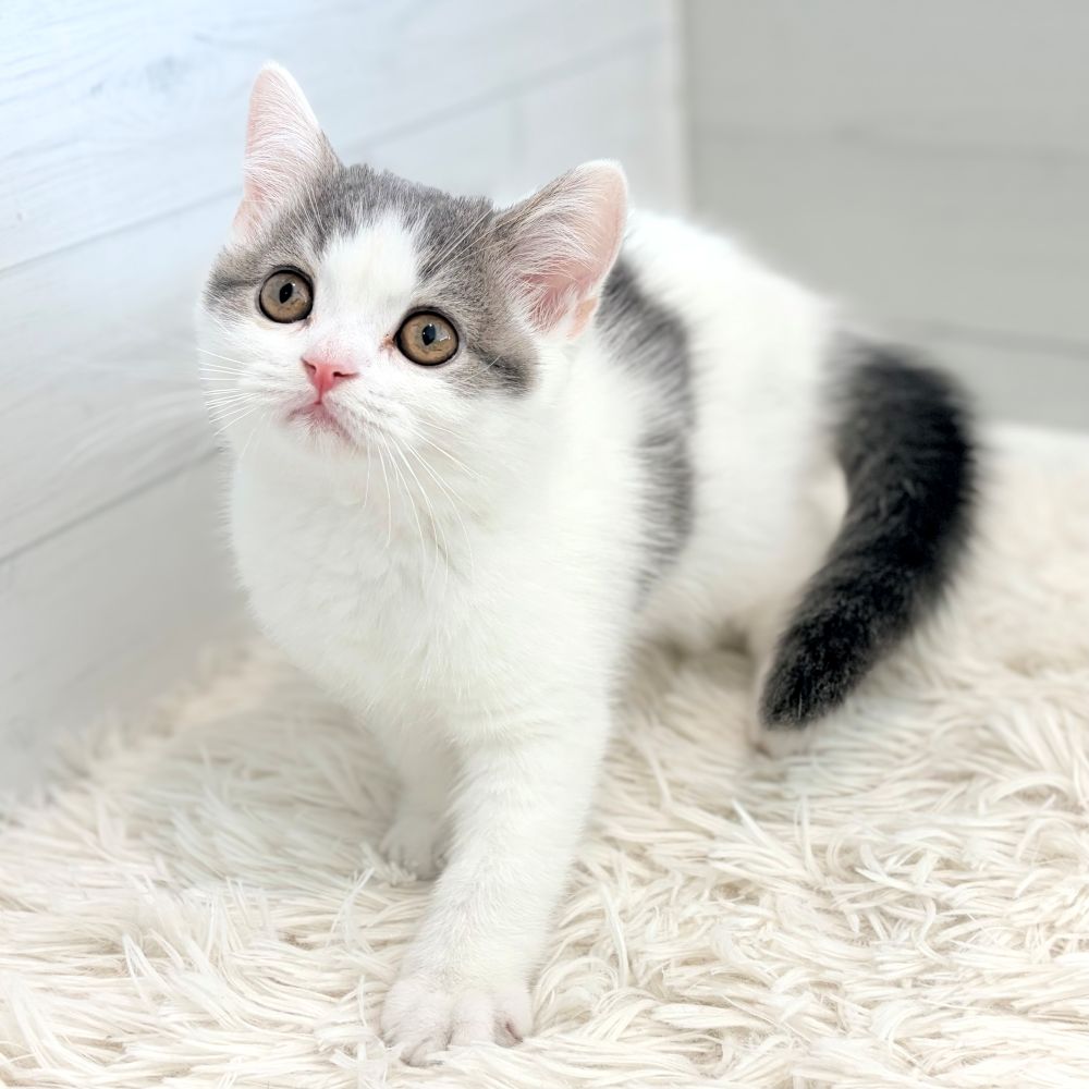 愛知県のスコティッシュストレート (犬の家＆猫の里豊田店/2026年5月15日生まれ/男の子/ブルータビーホワイト)の子猫の1枚目の画像