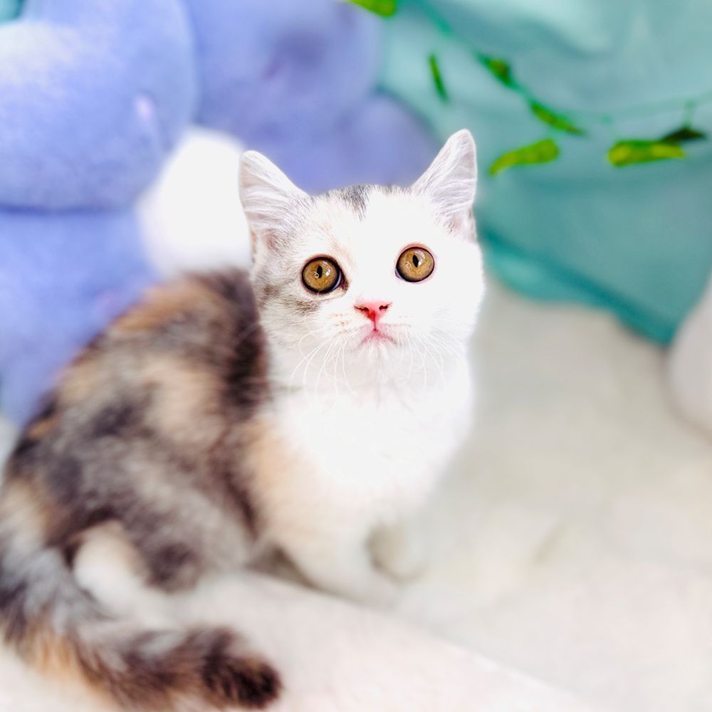 愛知県のスコティッシュストレート (犬の家＆猫の里愛知刈谷店/2026年5月15日生まれ/女の子/シルバーパッチドタビーホワイト)の子猫の3枚目の画像