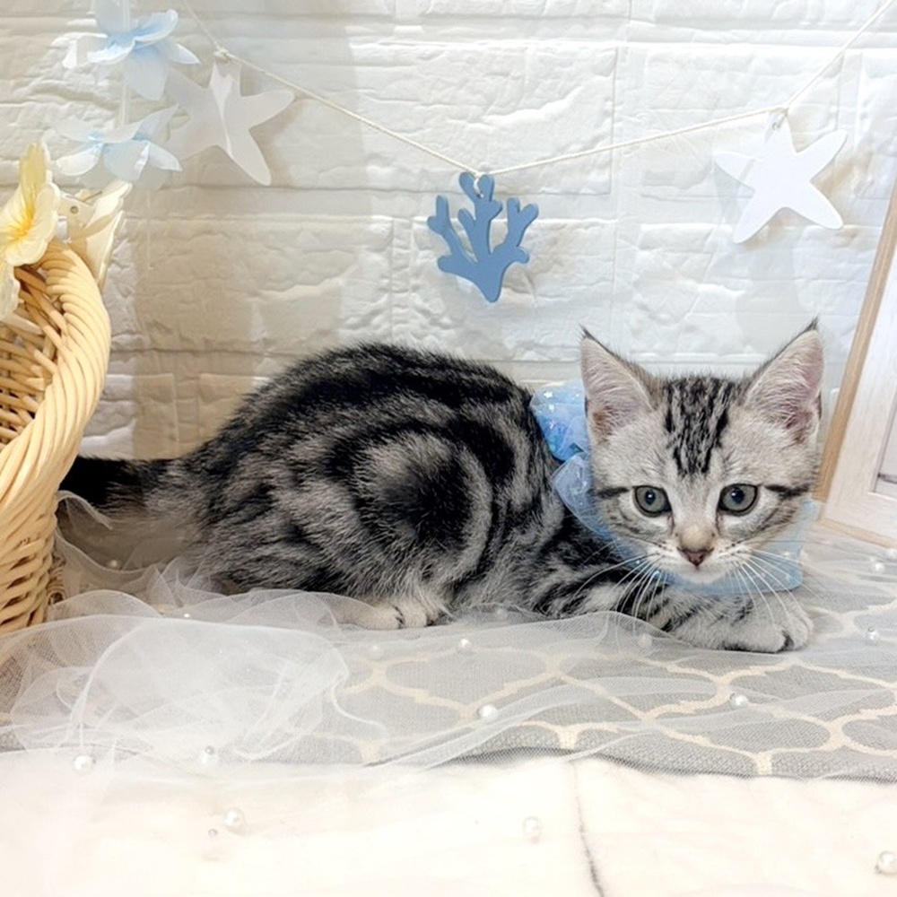 静岡県のアメリカンショートヘアー (犬の家＆猫の里富士店/2026年5月10日生まれ/男の子/シルバータビー)の子猫の3枚目の画像