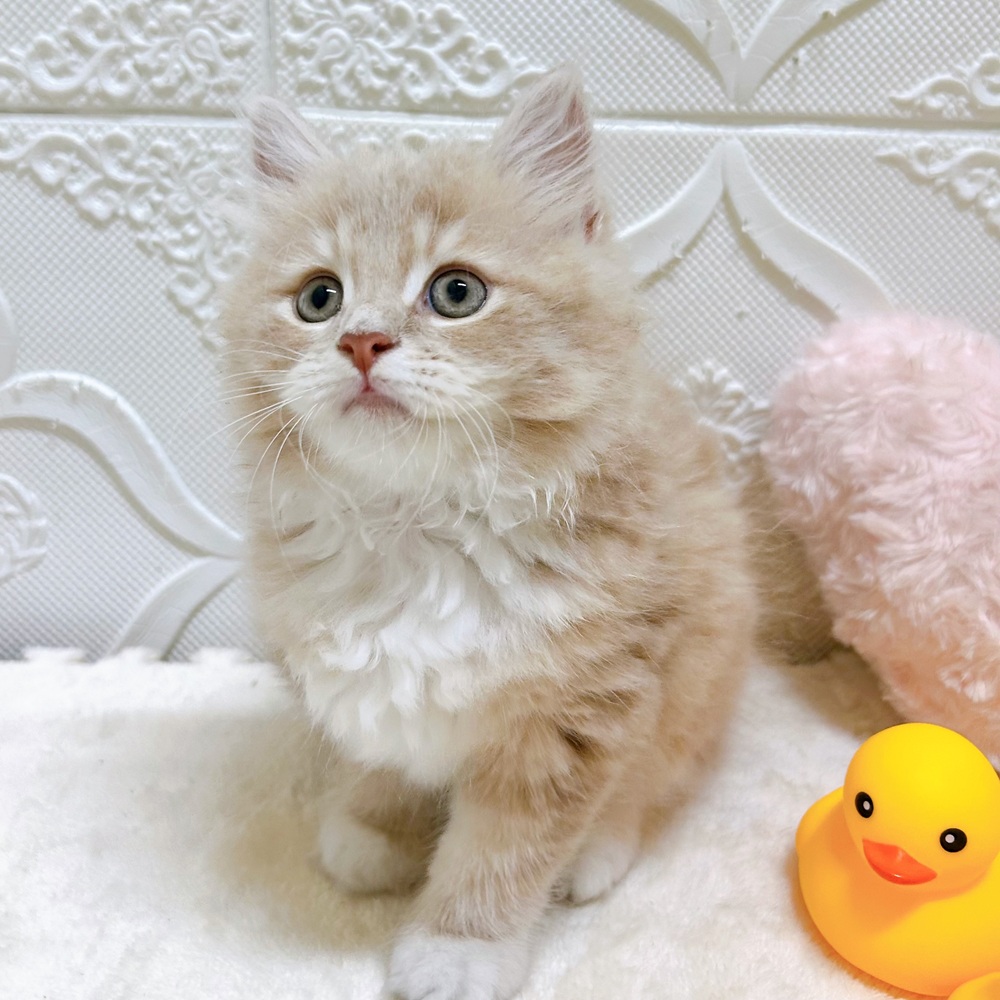 愛知県のサイベリアン (犬の家＆猫の里岡崎店/2026年5月12日生まれ/男の子/クリームタビーホワイト)の子猫の3枚目の画像