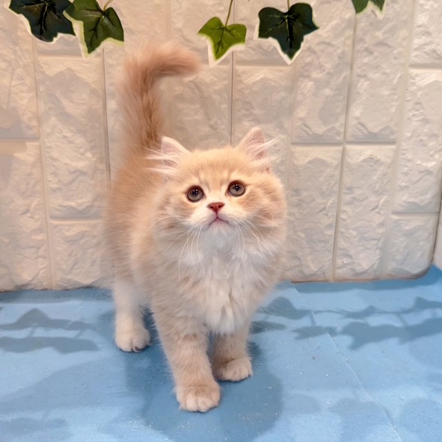 岡山県のサイベリアン (犬の家＆猫の里倉敷店/2026年5月12日生まれ/男の子/クリームタビーホワイト)の子猫の3枚目の画像