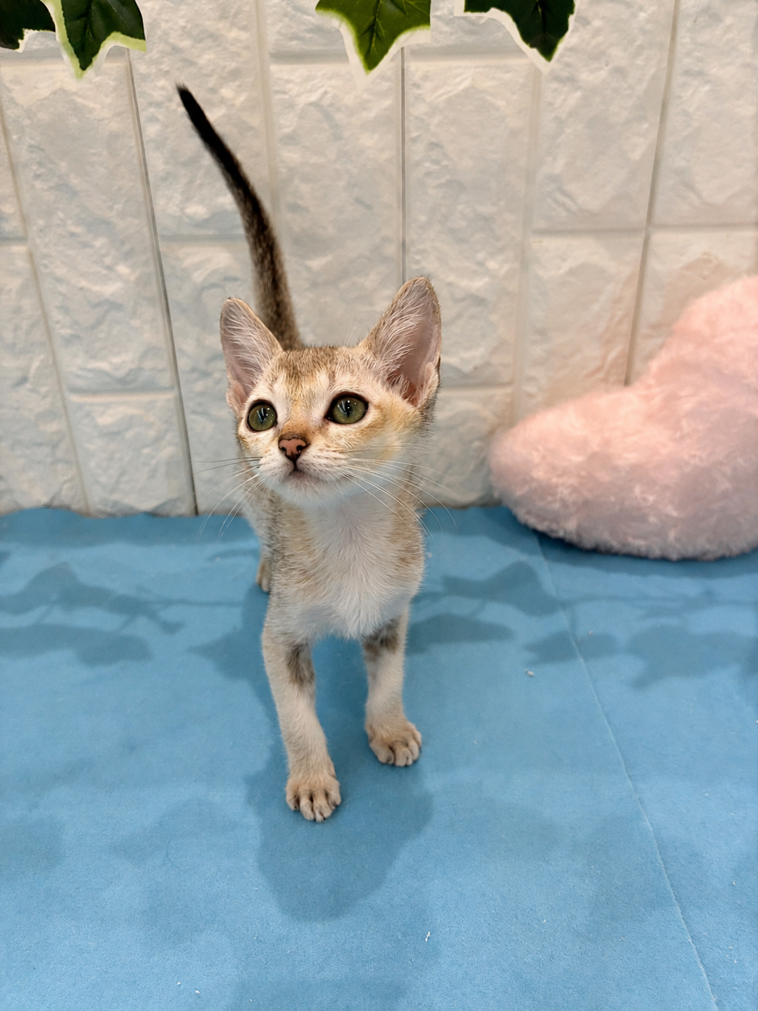 岡山県のシンガプーラ (犬の家＆猫の里倉敷店/2026年5月6日生まれ/女の子/セピアアグーティ)の子猫の3枚目の画像