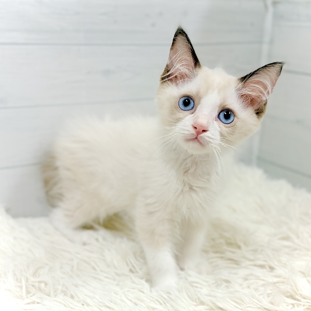 愛知県のラグドール (犬の家＆猫の里豊田店/2026年5月13日生まれ/男の子/シールポイントバイカラー)の子猫の3枚目の画像