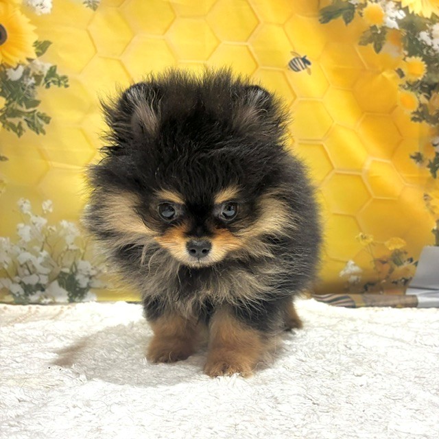 福岡県のポメラニアン (犬の家＆猫の里トリアス久山店/2026年5月10日生まれ/男の子/ブラックタン)の子犬の3枚目の画像