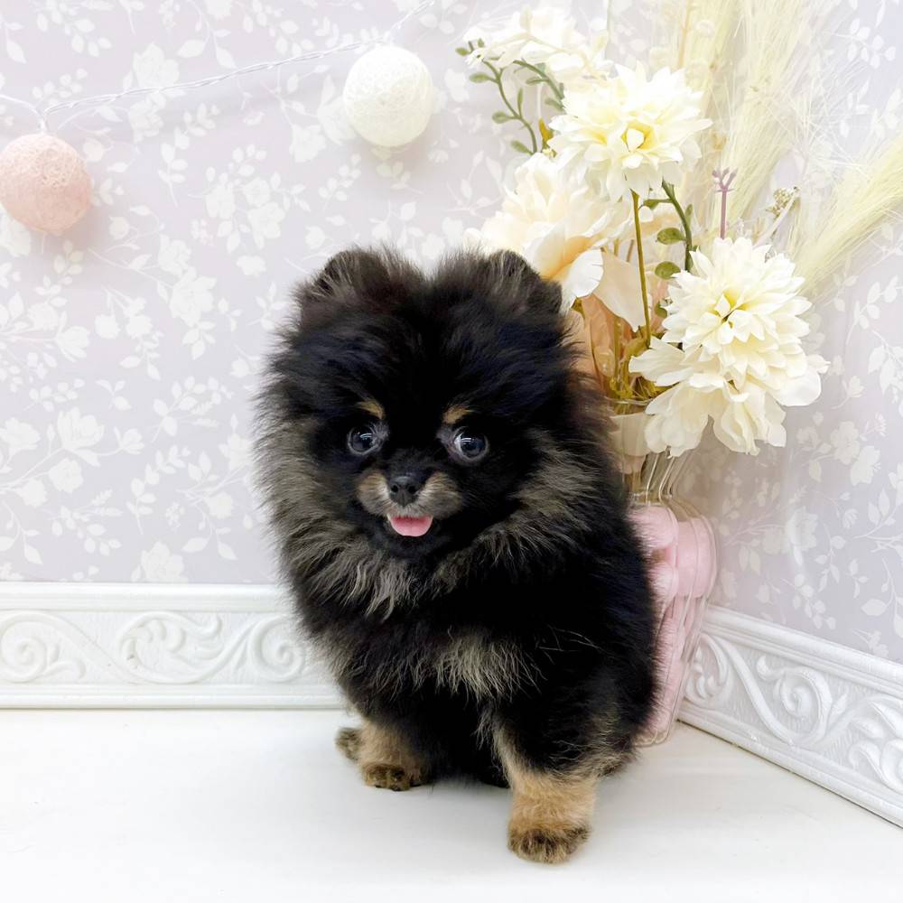 ポメラニアン(ブラックタン)の子犬を価格や特徴で探す|ペットショップ