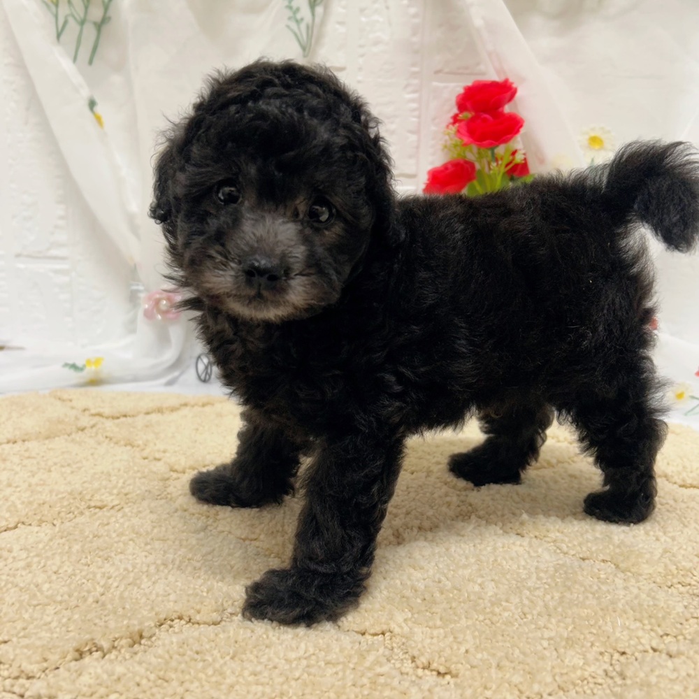 岡山県のトイプードル(トイ) (犬の家＆猫の里岡山店/2026年5月15日生まれ/男の子/グレー)の子犬の3枚目の画像