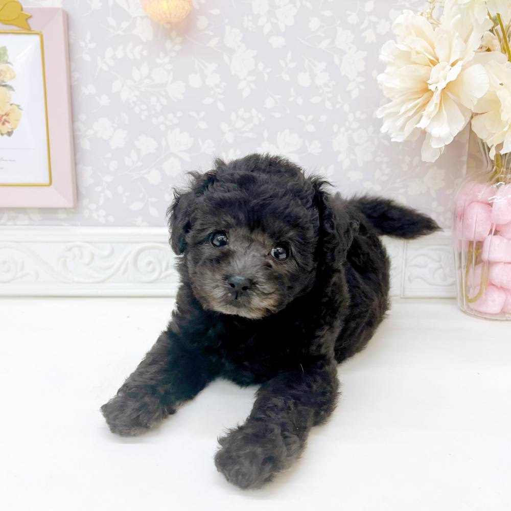 富山県のトイプードル(トイ) (犬の家＆猫の里富山店/2026年5月15日生まれ/男の子/グレー)の子犬の3枚目の画像