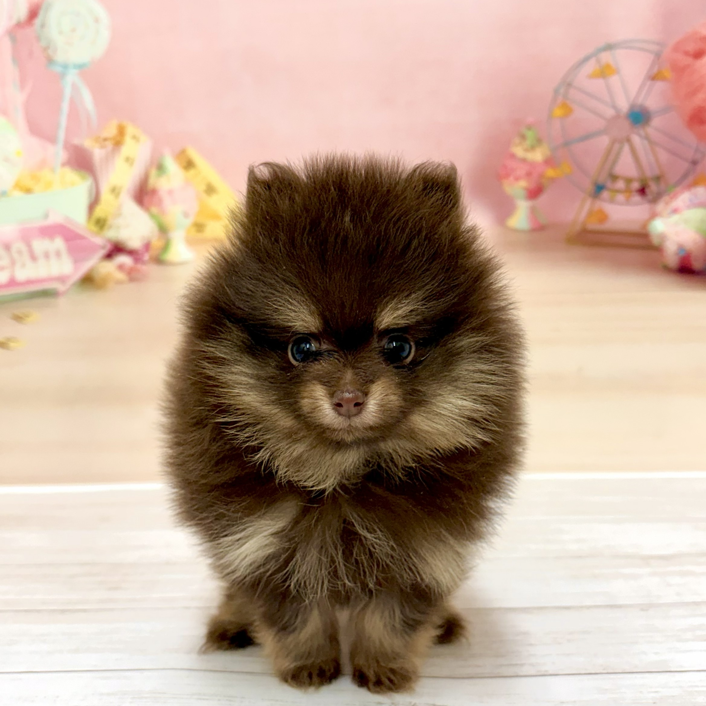 兵庫県のポメラニアン (犬の家＆猫の里尼崎店/2026年5月15日生まれ/女の子/チョコレートタン)の子犬の3枚目の画像