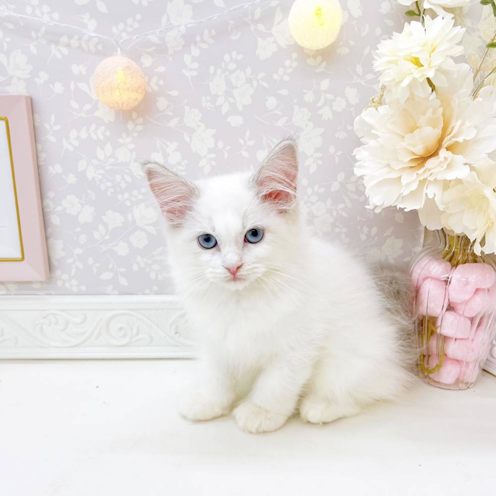 富山県のラグドール (犬の家＆猫の里富山店/2026年5月13日生まれ/女の子/ブルーポイントバイカラー)の子猫の3枚目の画像