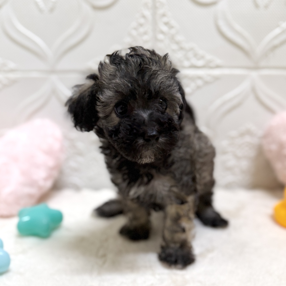 愛知県のビションプー(ビションフリーゼ×プードル) (犬の家＆猫の里岡崎店/2026年5月12日生まれ/女の子/ブリンドル)の子犬の3枚目の画像