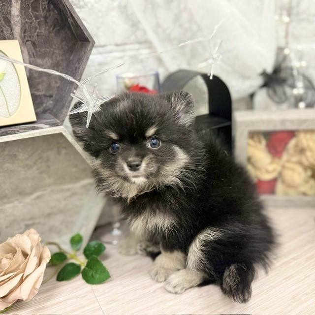 千葉県のポメチワ/チワポメ/ポメチー(ポメラニアン×チワワ) (犬の家＆猫の里ワンズモール稲毛店/2026年5月17日生まれ/男の子/ブラッククリーム)の子犬の3枚目の画像