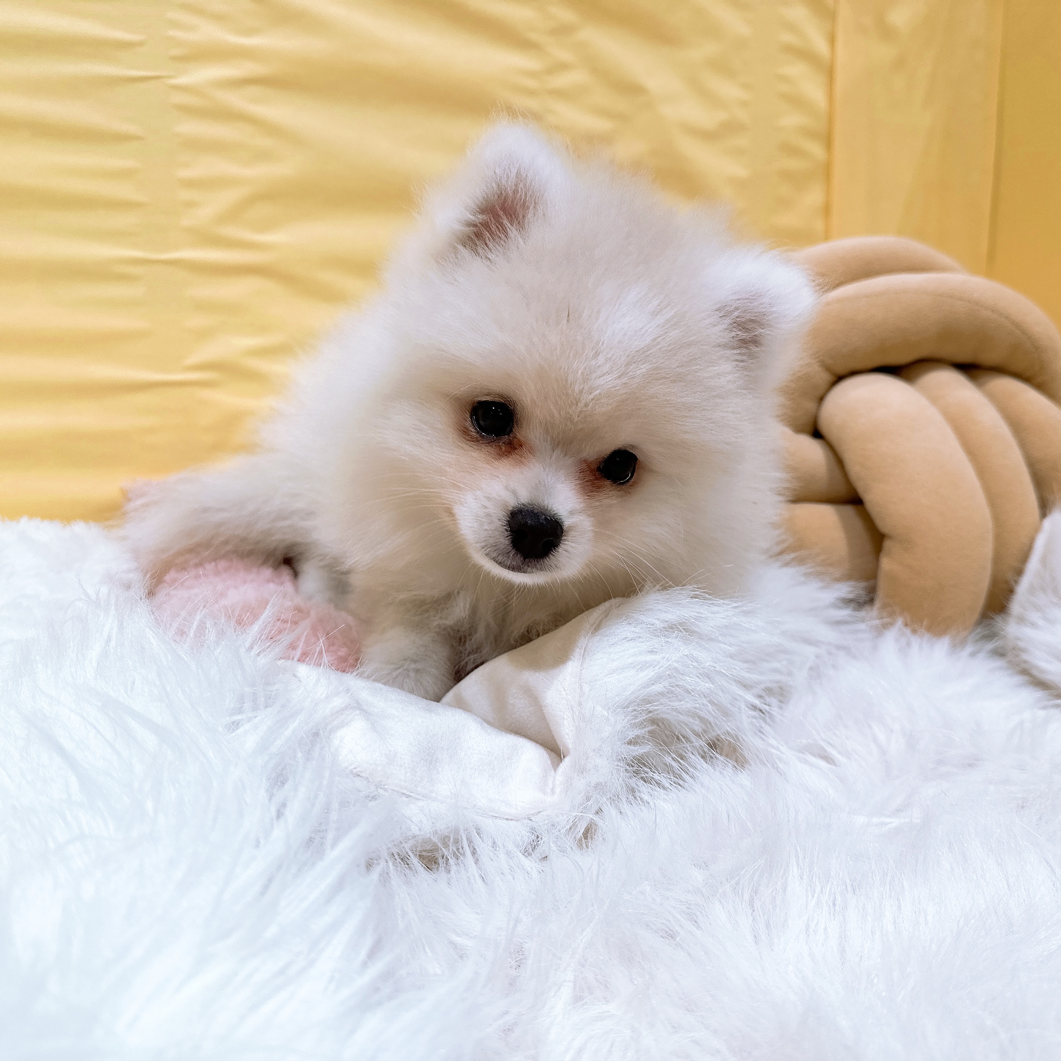 クリーム系のポメラニアンの子犬一覧 | ペットショップ 犬の家&猫の里