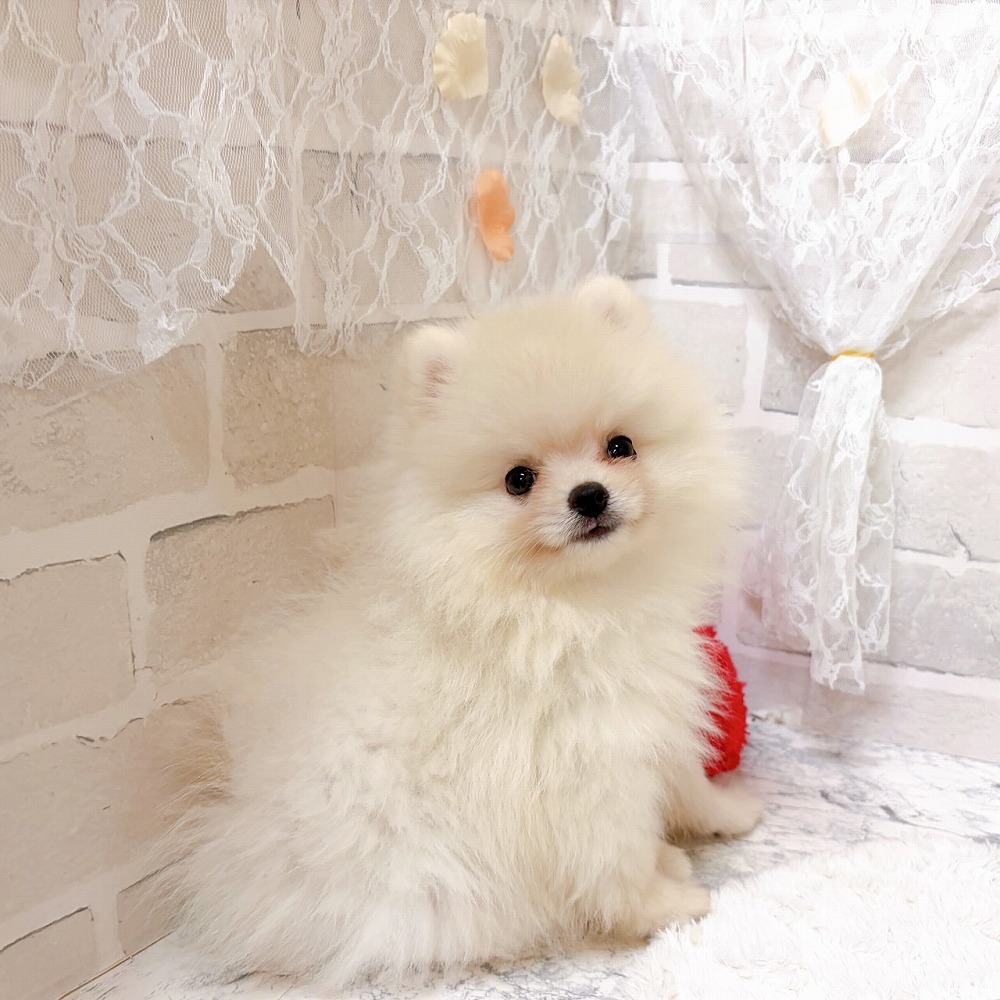京都府のポメラニアン (犬の家＆猫の里京都精華店/2026年5月14日生まれ/男の子/クリーム)の子犬の3枚目の画像