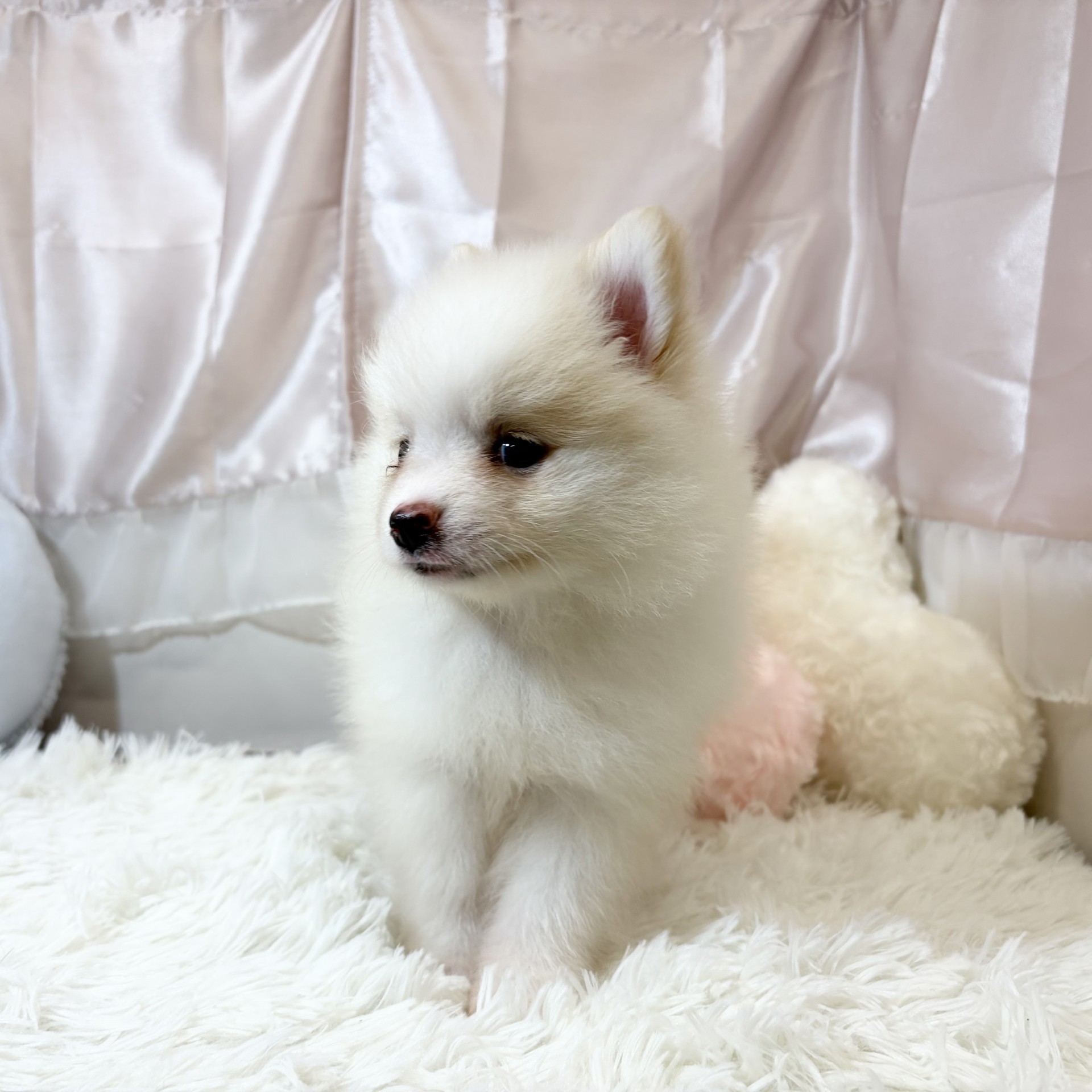 兵庫県のポメラニアン (犬の家＆猫の里カナート西神戸店/2026年5月13日生まれ/男の子/クリーム)の子犬の3枚目の画像