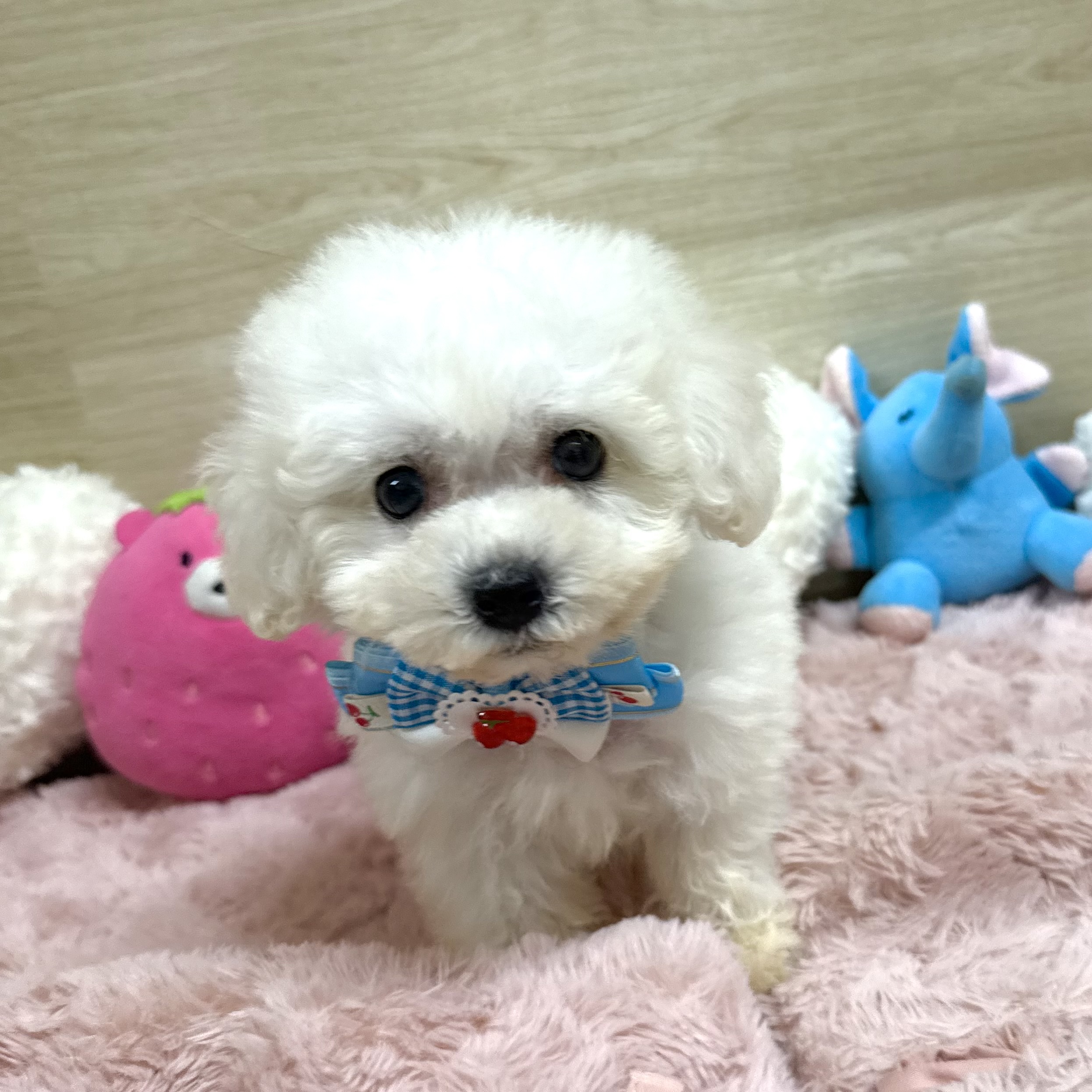 大阪府のビションフリーゼ (犬の家＆猫の里そよら東岸和田店/2026年5月16日生まれ/女の子/ホワイト)の子犬の1枚目の画像