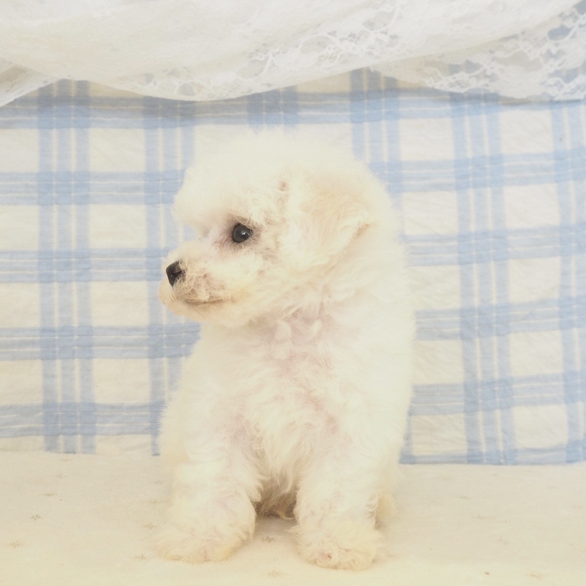 大阪府のビションフリーゼ (犬の家＆猫の里もりのみやキューズモールBASE店/2026年5月16日生まれ/男の子/ホワイト)の子犬の3枚目の画像